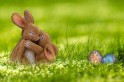 ​Páscoa: um coelho me contou