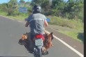 Vídeo - Motorista flagra transporte de galinhas em moto