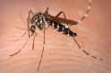 Aedes aegytpi