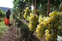 Produção de uva - Produtores da região com bons resultados