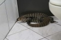 Réptil foi encontrado no banheiro. Foto: internauta