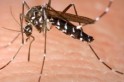 Casos de Chikungunya são registrados na região
