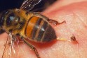 ​Você sabia que picada de abelha pode fazer bem à saúde?