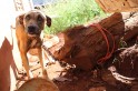 ​Homem é preso por maus tratos a dois cães em Pinhalzinho