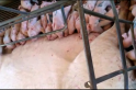 ​Vídeo - Porca dá a luz de 36 leitões, um mumificado
