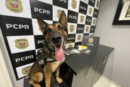 ​Raio, cão da PCPR encontra droga atrás de roupeiro em casa de Marmeleiro.