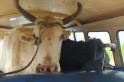 ​Vai onde? – Policia prende dois com duas vacas dentro de uma Kombi