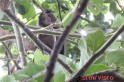 Macaco prego apareceu entre as casas no bairro Primavera. Foto: www.campoere_1.com