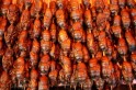 Besouros fritos na China. Os insetos são alimentos comuns no país asiático (Foto: China Photos/Getty Images)