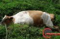 Vacas morreram em consequência do choque elétrico. Foto: www.campoere_1. com