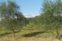 Campo Erê volta a discutir  plantio de oliveiras