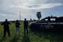​Polícia recupera 10 das 44 cabeças de gado furtadas em Abelardo Luz