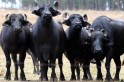 ​Teor de gordura da carne de búfalo é quase 50% inferior ao da bovina