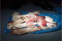 ​Homem que matou 9 filhotes de cachorro é denunciado pelo MP-SC