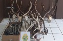 ​PM de Flor da Serra do Sul apreende mais de 70 cabeças e chifres de cervo e antílopes