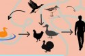 ​Alerta Máximo - Aumento de casos de influenza aviaria deixa produtores em alerta.