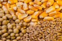 ​Governo reduz preços mínimos da soja, milho, algodão