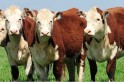 Sindicato Rural promove leilão de gado geral em Campo Erê