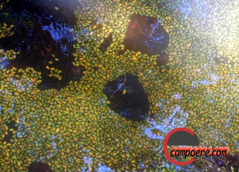 Foto: Jandir Sabedot/www.campoere_1.com